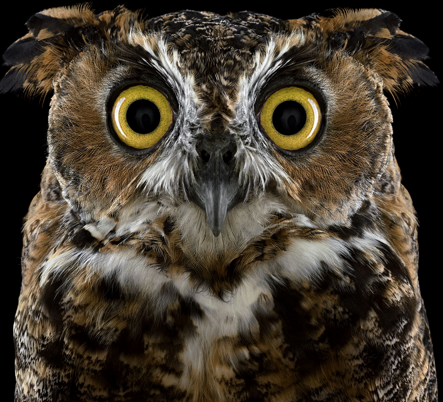 Image © Brad Wilson 